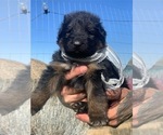 Small #61 Breeder Profile image