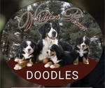 Small breeder photo