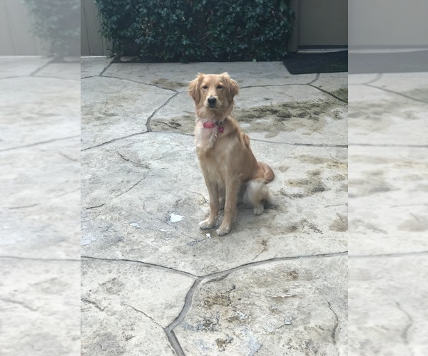 Medium Photo #34  Breeder Profile in BLUE SPRINGS, MO, USA