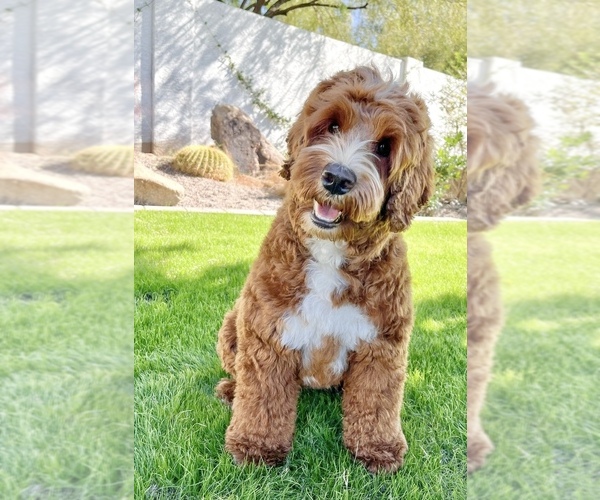 Medium Photo #11  Breeder Profile in BAKERSFIELD, CA, USA