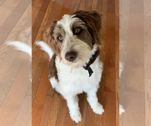 Medium Photo #1  Breeder Profile in BAILEYTON, TN, USA