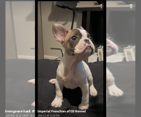 Medium Photo #1  Breeder Profile in DENVER, CO, USA