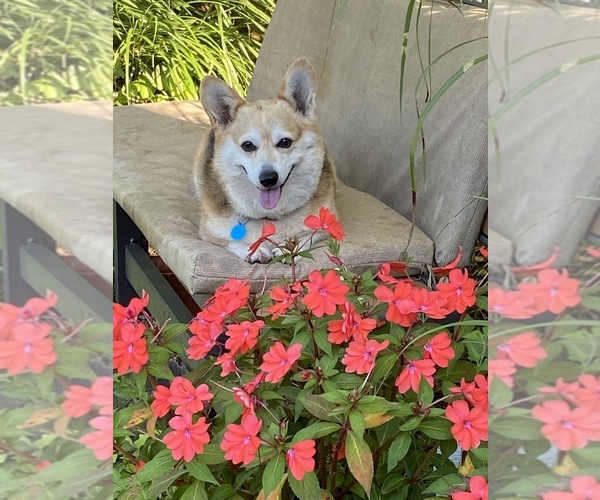 Medium Photo #5  Breeder Profile in GOSHEN, OH, USA