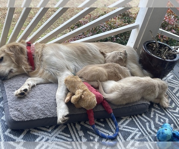 Medium Photo #6  Breeder Profile in FAIR PLAY, SC, USA