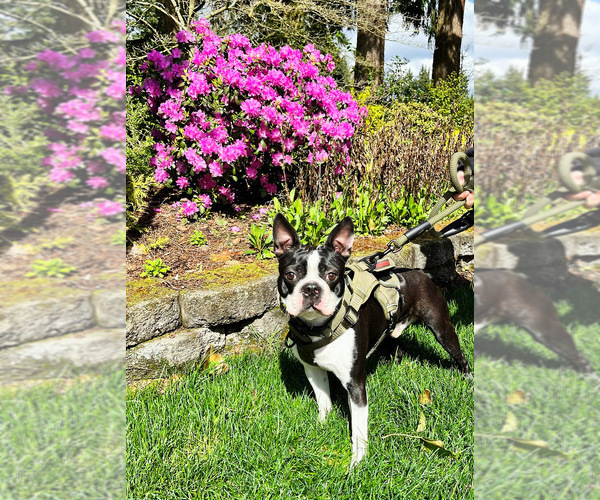 Medium Photo #1  Breeder Profile in PUYALLUP, WA, USA