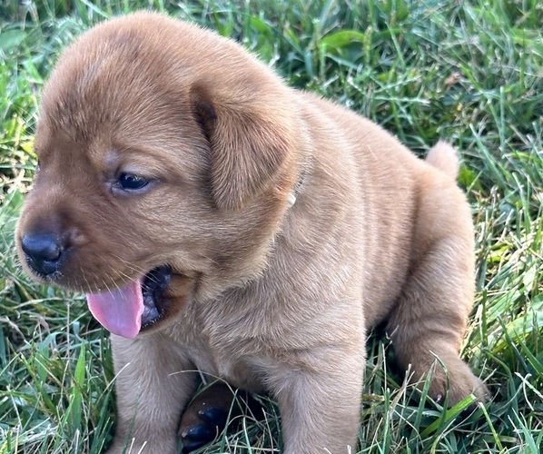 Medium Photo #4  Breeder Profile in HIAWATHA, KS, USA