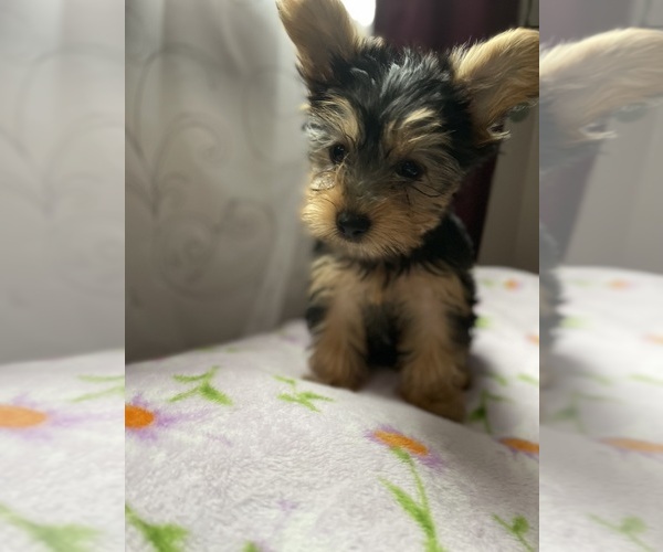 Medium Photo #1  Breeder Profile in HAMMOND, IN, USA