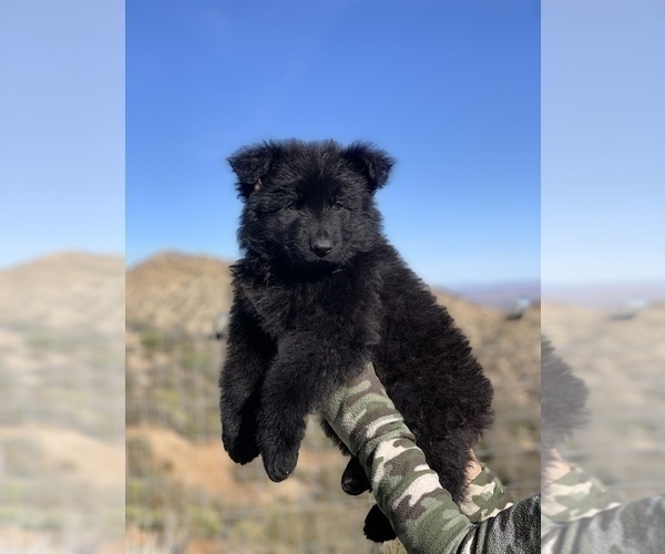 Medium Photo #122  Breeder Profile in PINON HILLS, CA, USA