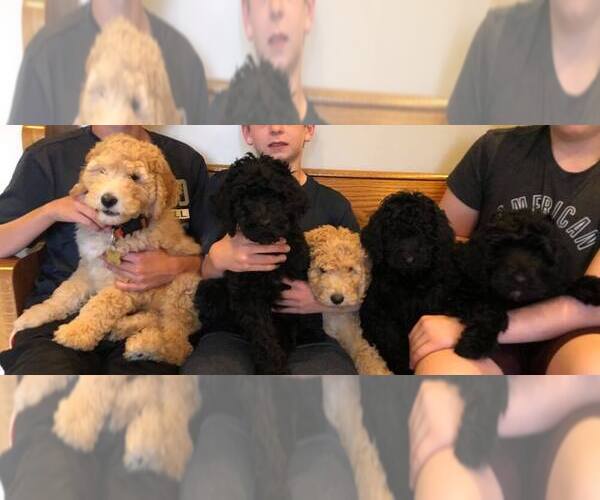 Medium Photo #1  Breeder Profile in CINNAMINSON, NJ, USA