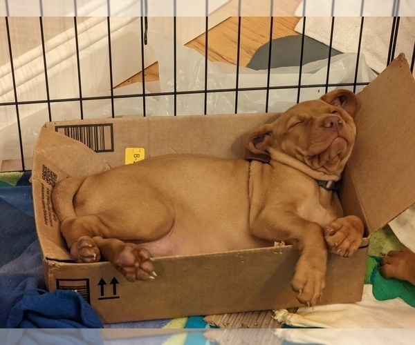 Medium Photo #7  Breeder Profile in LOS GATOS, CA, USA