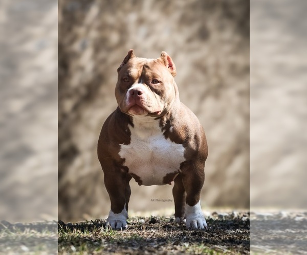 Medium Photo #2  Breeder Profile in URBANA, OH, USA