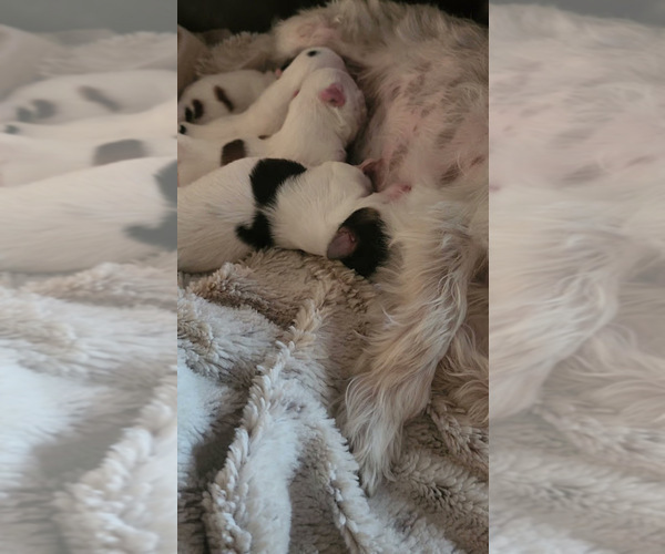 Medium Photo #21  Breeder Profile in FARMINGTON, MN, USA