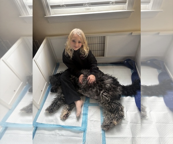 Medium Photo #11  Breeder Profile in EXETER, RI, USA