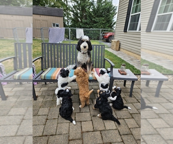 Medium Photo #1  Breeder Profile in GREENCASTLE, PA, USA