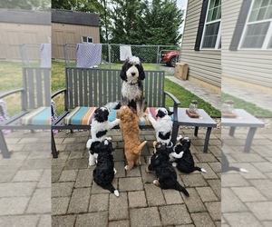 Bernedoodle-Bernedoodle (Miniature) Mix Dog Breeder near GREENCASTLE, PA, USA