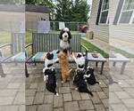 Small breeder photo