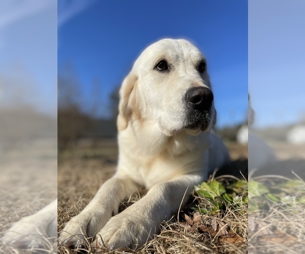 Medium Photo #4  Breeder Profile in DONIPHAN, MO, USA