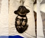 Small #31 Breeder Profile image