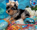 Small #11 Breeder Profile image