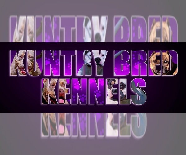 Medium Photo #1  Breeder Profile in MC BEE, SC, USA