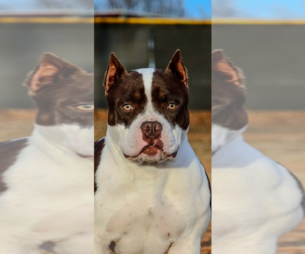 Medium Photo #6  Breeder Profile in ABILENE, TX, USA