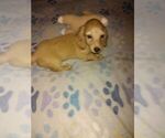 Small #1 Breeder Profile image
