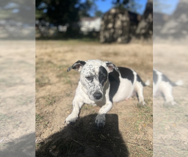 Medium Photo #1  Breeder Profile in WALDORF, MD, USA
