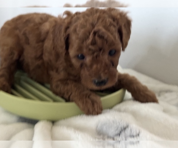 Medium Photo #4  Breeder Profile in HOUSTON, TX, USA