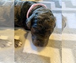 Small Photo #6  Breeder Profile in FRIENDSWOOD, TX, USA