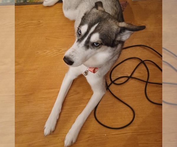 Medium Photo #13  Breeder Profile in EDMORE, MI, USA