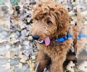 Goldendoodle Dog Breeder near BARNUM, IA, USA