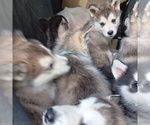 Small #2 Breeder Profile image
