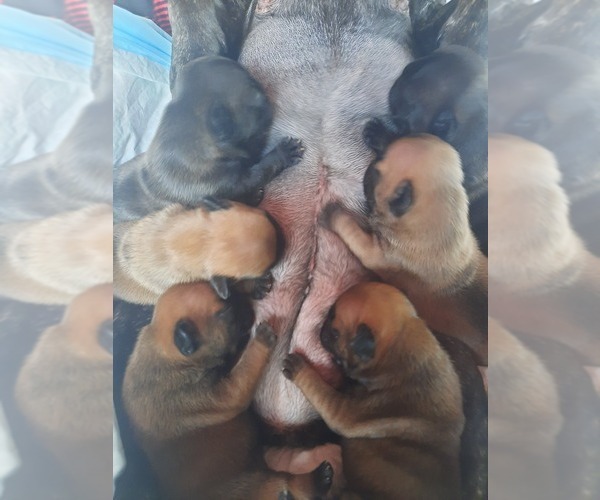 Medium Photo #3  Breeder Profile in GREEN ISLAND, NY, USA
