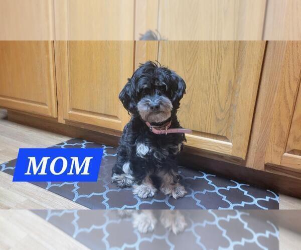 Medium Photo #4  Breeder Profile in BROOKFIELD, MO, USA