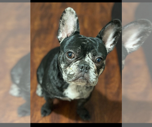 French Bulldog Dog Breeder near LANSING, IL, USA