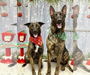 Dutch Shepherd Dog Dog Breeder in PLUMAS LAKE,  USA