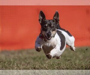 Teddy Roosevelt Terrier Dog Breeder near MAYLENE, AL, USA