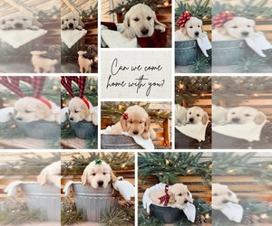 Golden Retriever Dog Breeder near HAZELTON, ID, USA