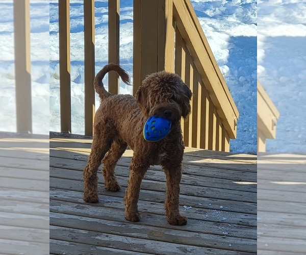 Medium Photo #1  Breeder Profile in ASHBY, MN, USA