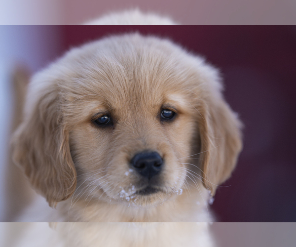 Medium Photo #6  Breeder Profile in ROWLEY, MA, USA
