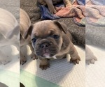 Small breeder photo