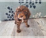Small #7 Breeder Profile image