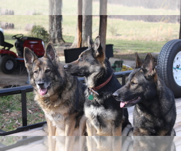 Medium Photo #1  Breeder Profile in GRAYSVILLE, TN, USA