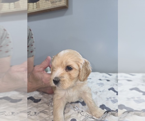 Medium Photo #4  Breeder Profile in MOUNT JACKSON, VA, USA