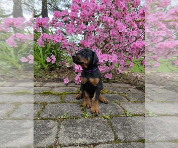 Medium Photo #27  Breeder Profile in NORTH SMITHFIELD, RI, USA