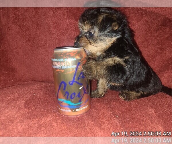 Medium Photo #177  Breeder Profile in AKRON, OH, USA
