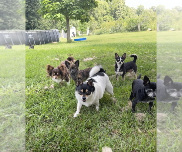 Medium Photo #77  Breeder Profile in TWINING, MI, USA