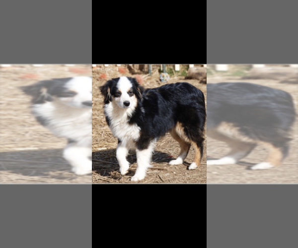 Medium Photo #1  Breeder Profile in ANGOLA, IN, USA