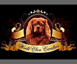 Cavalier King Charles Spaniel Dog Breeder in MIAMI,  USA