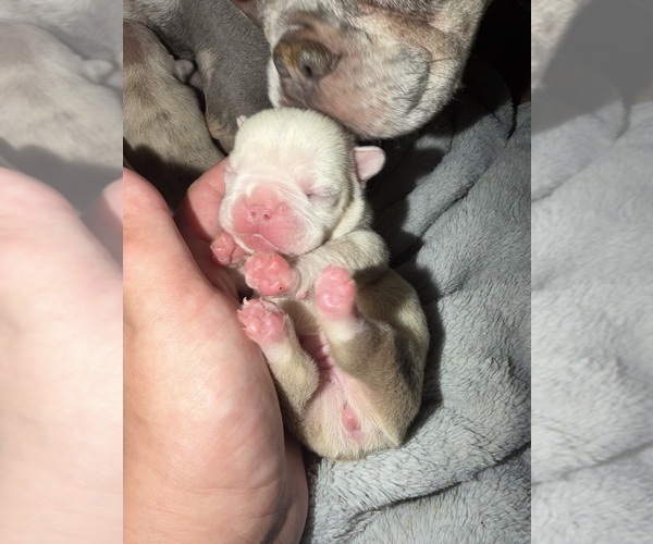Medium Photo #11  Breeder Profile in GAHANNA, OH, USA